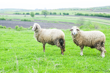 two sheep on the meadow