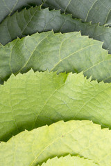 A palette of green color from leaves of a linden tree