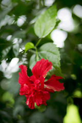 Obraz premium Growing hibiscus flower