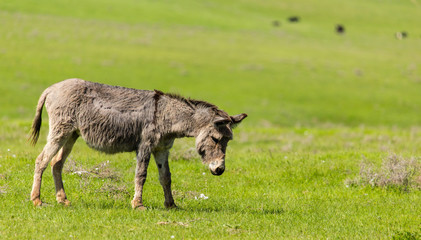 Naklejka na ściany i meble A donkey grazes pasture in a field with grass