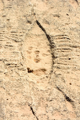Fototapeta na wymiar Ancient petroglyphs depicting fish in Jebel Jassassiyeh in Northern Qatar.