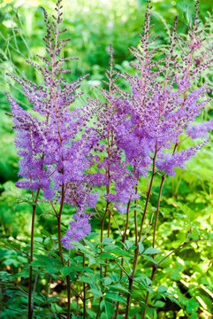Pink Astilbe Arendsii flowers bush