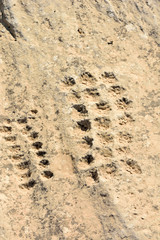 Ancient dot carvings at Jebel Jassassiyeh site in Northern Qatar.
