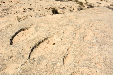Rock outcrop with ancient petroglyphs depicting fish and boats in Jebel Jassassiyeh in Northern Qatar.
