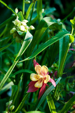 Aquilegia 'Chaffinch' (Songbird Series) flower with Tradescantia leaves in the garden