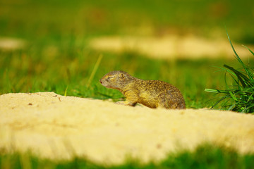 Ground squirrel  lying with closed eyes like sleeping. Tired small animal. Hot summer day