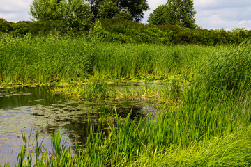 Obraz premium Swampy river overgrown with water plants