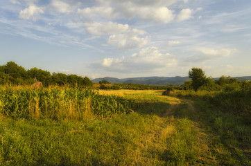 scenic road in summer outdoor in nature. summer walk in nature