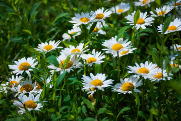 Daisy bush with a lot of flowers