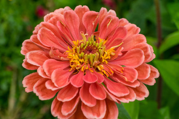 Red dahlia in flower garden