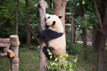 Obraz premium Giant panda climbing in a tree