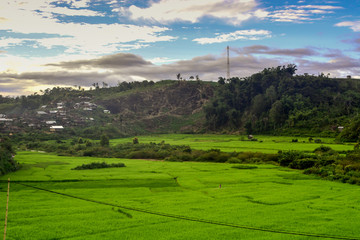 Fototapeta na wymiar Rice Field In Jangkat Timur Sumatra Indonesia