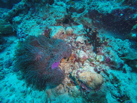Clown fishes or anemonefish hiding in their anemone on a coral reef in the Maldives atoll