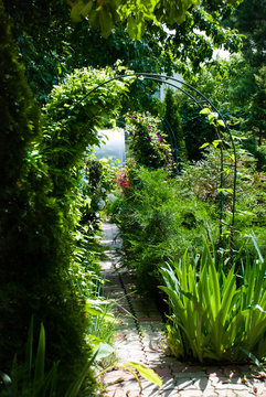 Pathway archs with different clematis and thuja in the garden