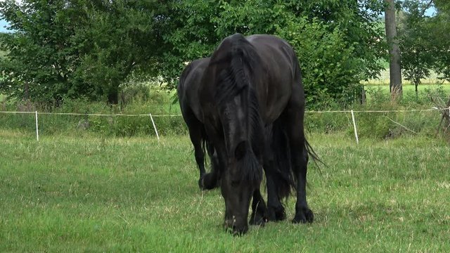 Two friesian horse grazing on pasture. 