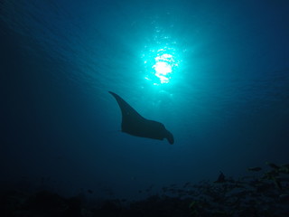 Manta Ray swimming over a cleaning station at the coral reef of the Moofushi atoll in the Maldives