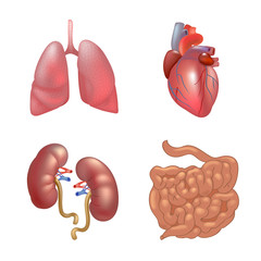 Realistic human organs set anatomy