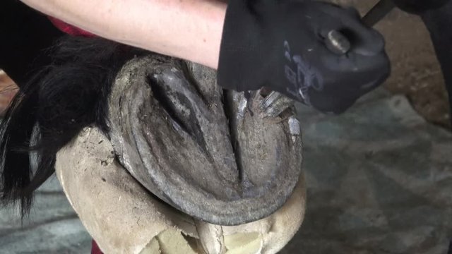 Friesian horse hoof cleaning.Horse hoof care, hoof proofing.