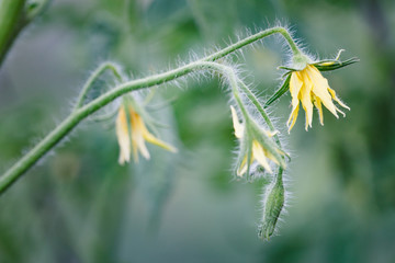 Inflorescence of tomatoes on a branch in