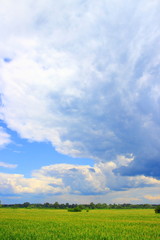 Stork clouds over above agriculture field