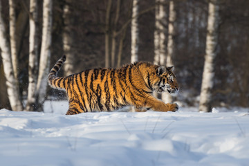 Fototapeta na wymiar Beautiful young Siberian Tiger enjoying his typical environment,.