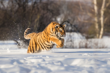 Beautiful young Siberian Tiger enjoying his typical environment,.