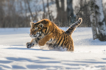Beautiful young Siberian Tiger enjoying his typical environment,.