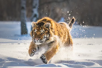 Zelfklevend Fotobehang Mooie jonge Siberische tijger die van zijn typische omgeving geniet. © janstria