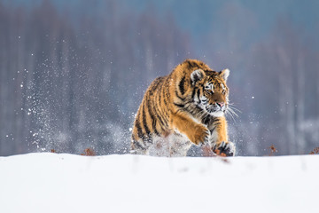 Beautiful young Siberian Tiger enjoying his typical environment,.