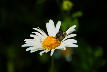 Oxythyrea funesta bug on a daisy flower