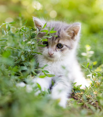 Naklejka na ściany i meble Little kitten in green grass in the park