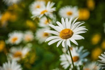 Wild Chamomile flower against daisies in the meadow