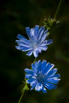 Blue flowers of Cichorium intybus in full sun