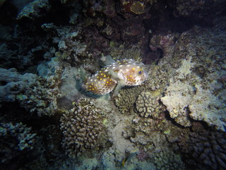 Red Sea, Egypt: porcupinefish during a night dive