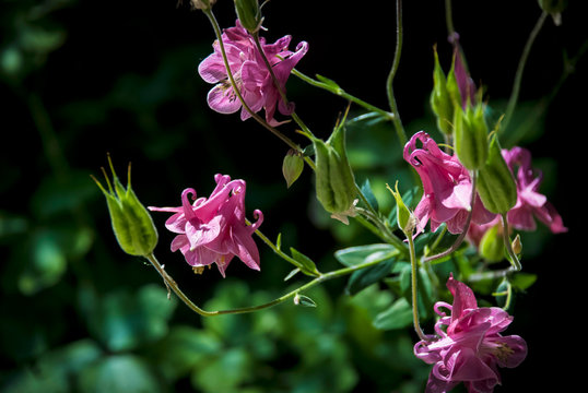 Aquilegia flowers on black background