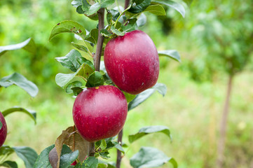 Fresh apples on the branch of the apple tree