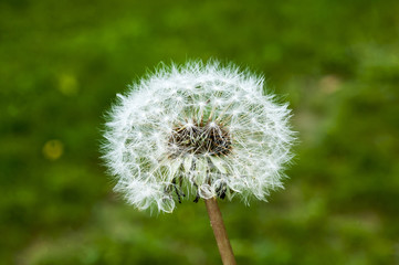 A old dandelion with seeds yet to be blown away