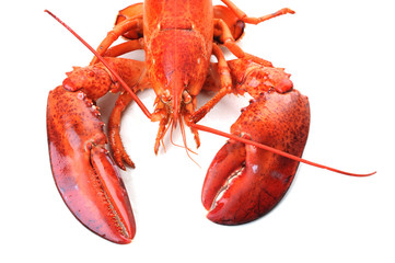 Boiled Lobster
