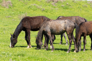 Obraz premium A horse in the pasture on a green lawn