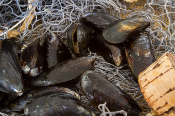 moules