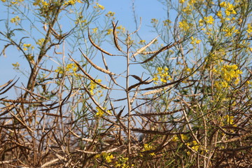 Sommer_Rapsfeld_bunte_Blueten