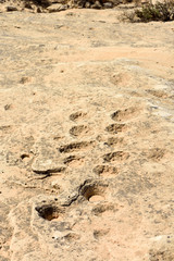 Ancient dot carvings at Jebel Jassassiyeh site in Northern Qatar.