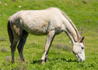 Fototapeta na wymiar A horse in the pasture on a green lawn