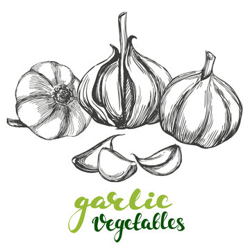 garlic vegetable set hand drawn vector illustration realistic sketch