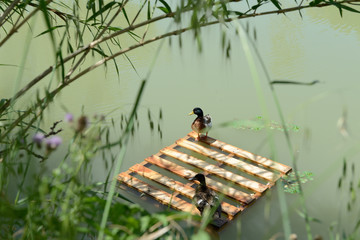 2 Enten auf einer Europalette
