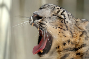 ヒョウ