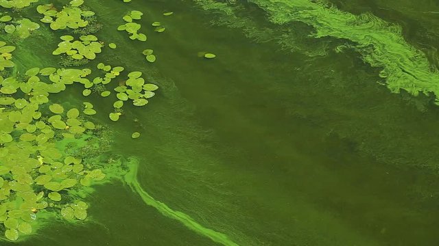 Top view of green water surface of river caused by growing algae plants. Pollution of nature. Ecological disaster concept. Natural background. Real time full hd video footage.