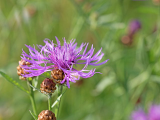 Wiesen-Flockenblume, Centaurea jacea