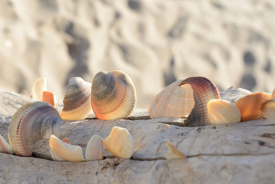 Muscheln am Strand