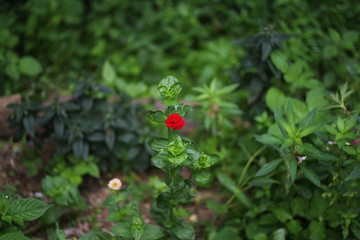 beautiful street wild flower